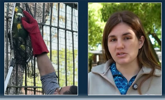 ️ Bioparque de Durazno: repatrian a Argentina loros y tortugas del tr&aacute;fico ilegal; Tambasco y Ferraro aportan m&aacute;s datos